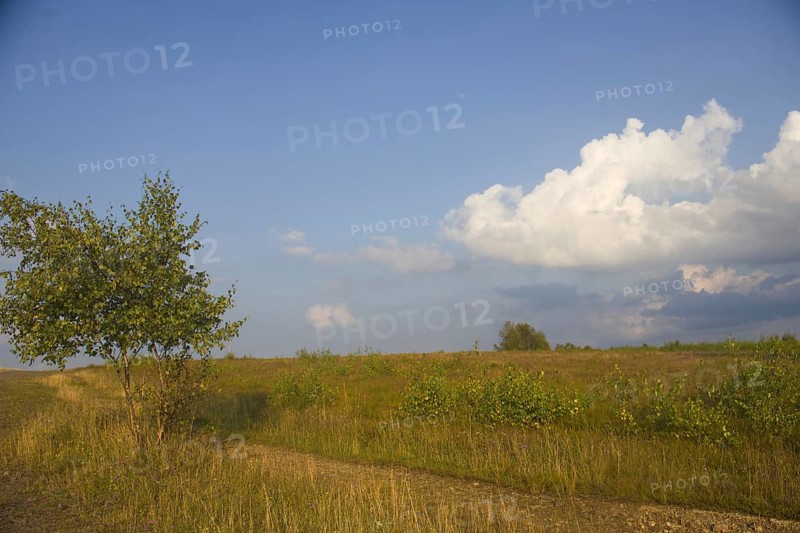 Field path through a grassy landscape with a solitary tree and a blue sky with white clouds. Heaths and rough grassland nature reserve near Trupbach, Siegen