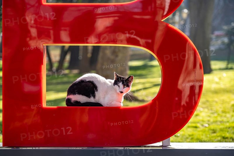 Cat resting in the letter B of the Istanbul lettering in Gülhane Park in Istanbul, Turkey