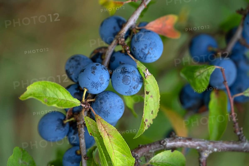 Ripe sloes (Prunus spinosa) on a bush, close up, Bavaria, Germany