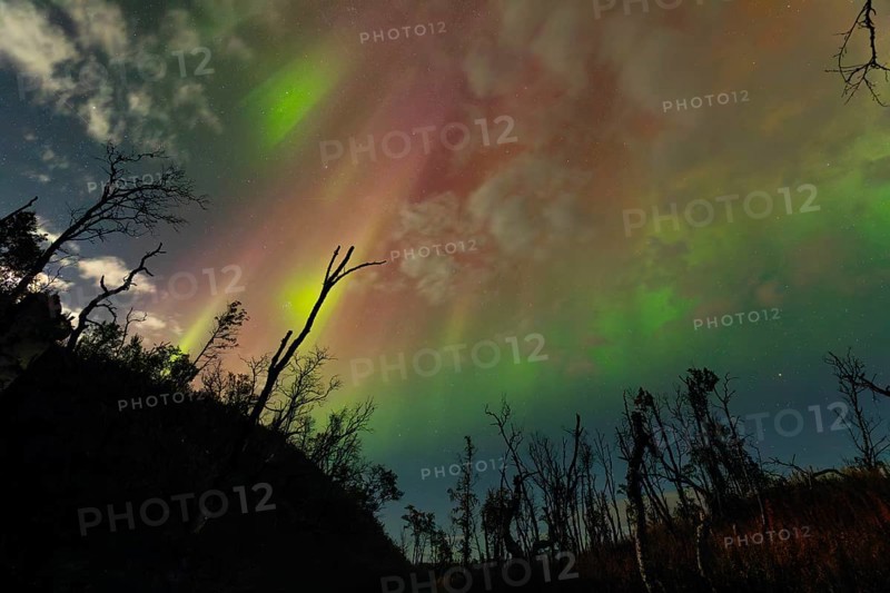 Aurora Borealis over polar birches and the shining moon in northern Sweden near Björkliden at Lake Torneträsk