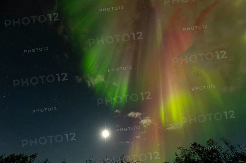Aurora Borealis over the polar birches and the shining moon in northern Sweden near Björkliden at Lake Torneträsk