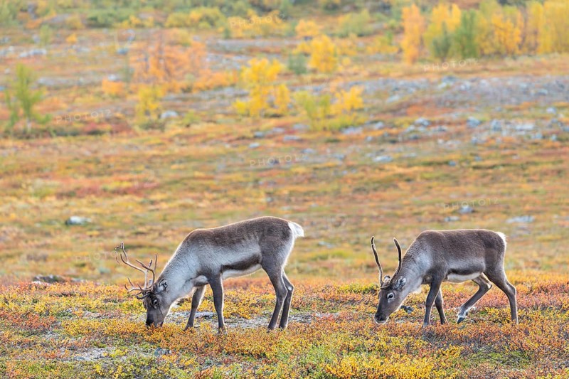 Reindeer herd at Abisko National Park in the colourful autumn of Lapland below Lapporten / Cuonjávággi