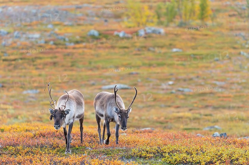 Reindeer herd at Abisko National Park in the colourful autumn of Lapland below Lapporten, Cuonjávággi
