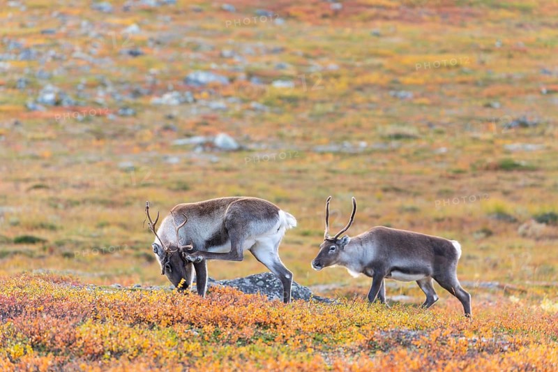 Reindeer scratching itself, at Abisko National Park in the colourful autumn of Lapland below the Lapporten, Cuonjávággi