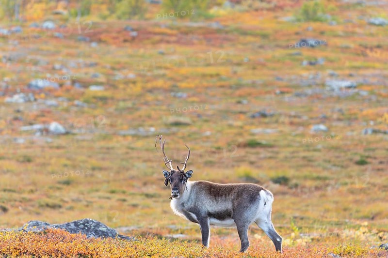 Sweeping antlers on reindeer with velvet at Abisko National Park in the colourful autumn of Lapland below Lapporten, Cuonjávággi
