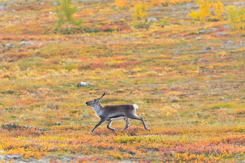 Reindeer running at Abisko National Park in the colourful autumn of Lapland below Lapporten, Cuonjávággi