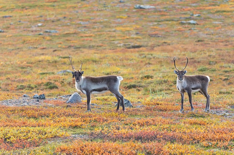 Reindeer at Abisko National Park in the colourful autumn of Lapland below Lapporten, Cuonjávággi