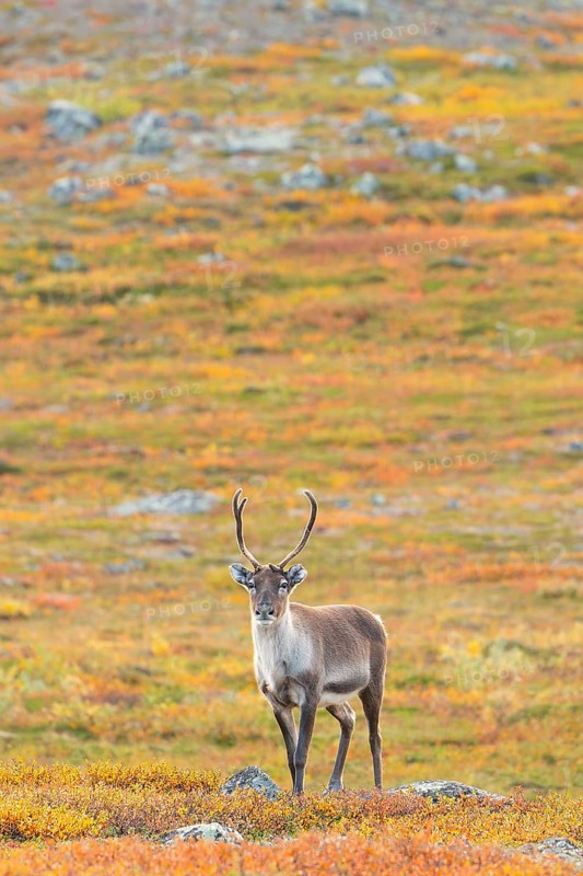 Reindeer at Abisko National Park in the colourful autumn of Lapland below Lapporten, Cuonjávággi
