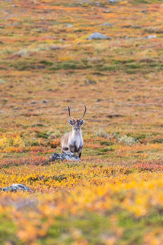 Reindeer looks, at Abisko National Park in the colourful autumn of Lapland below Lapporten, Cuonjávággi