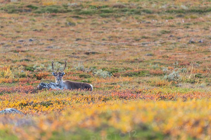 Reindeer at Abisko National Park in the colourful autumn of Lapland below Lapporten, Cuonjávággi