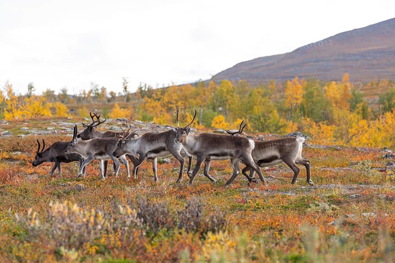 Reindeer herd at Abisko National Park in the colourful autumn of Lapland below Lapporten, Cuonjávággi
