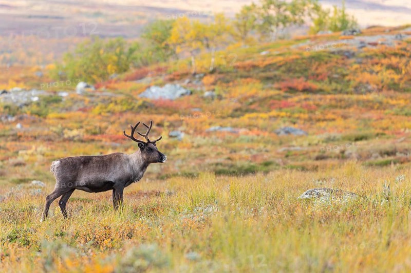 Reindeer at Abisko National Park in the colourful autumn of Lapland below Lapporten, Cuonjávággi