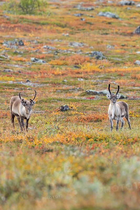 Reindeer at Abisko National Park in the colourful autumn of Lapland below Lapporten, Cuonjávággi