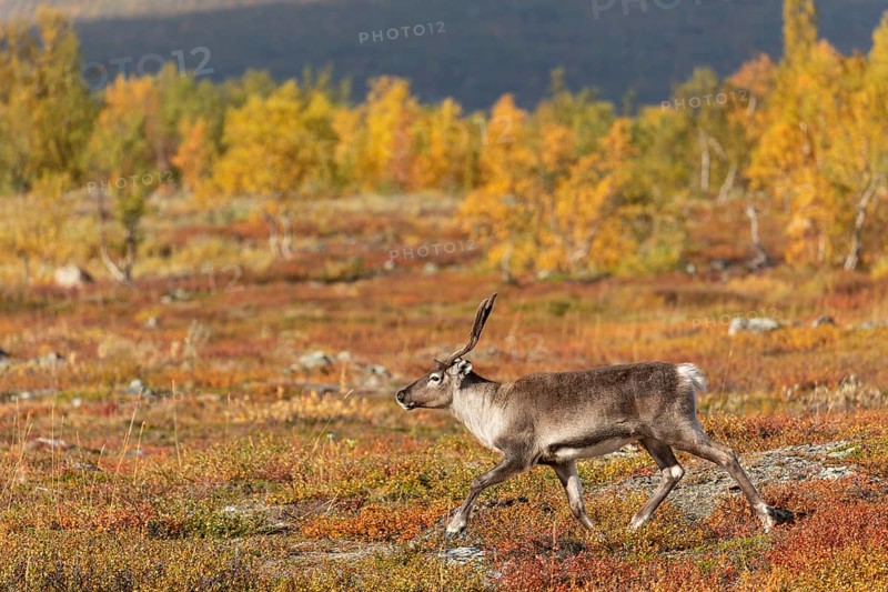 Reindeer running, at Abisko National Park in the colourful autumn of Lapland below Lapporten, Cuonjávággi