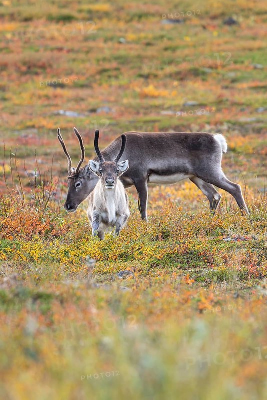Reindeer herd at Abisko National Park in the colourful autumn of Lapland below Lapporten, Cuonjávággi
