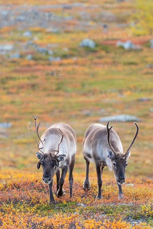 Two reindeer at Abisko National Park in the colourful autumn of Lapland below Lapporten, Cuonjávággi