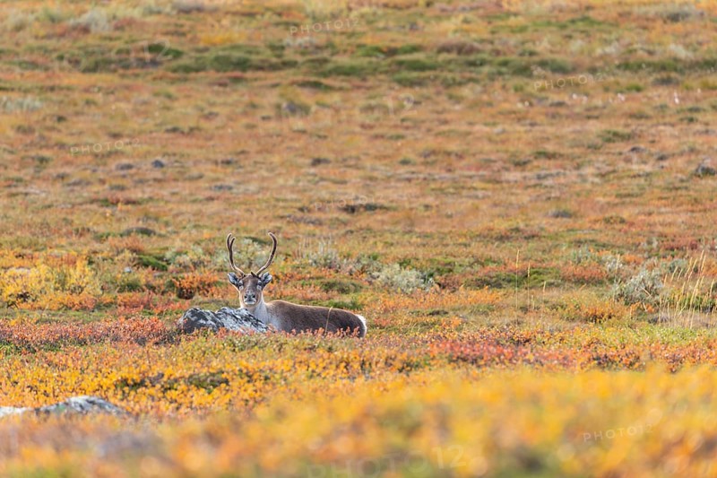 Reindeer at Abisko National Park in the colourful autumn of Lapland below Lapporten, Cuonjávággi