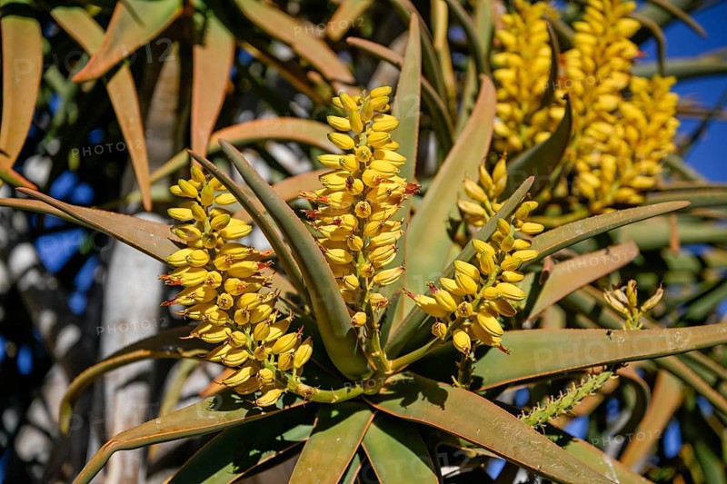 Blossoms of a quiver tree at Duwisib Castle, near Maltahöhe, Hardap Region, Namibia
