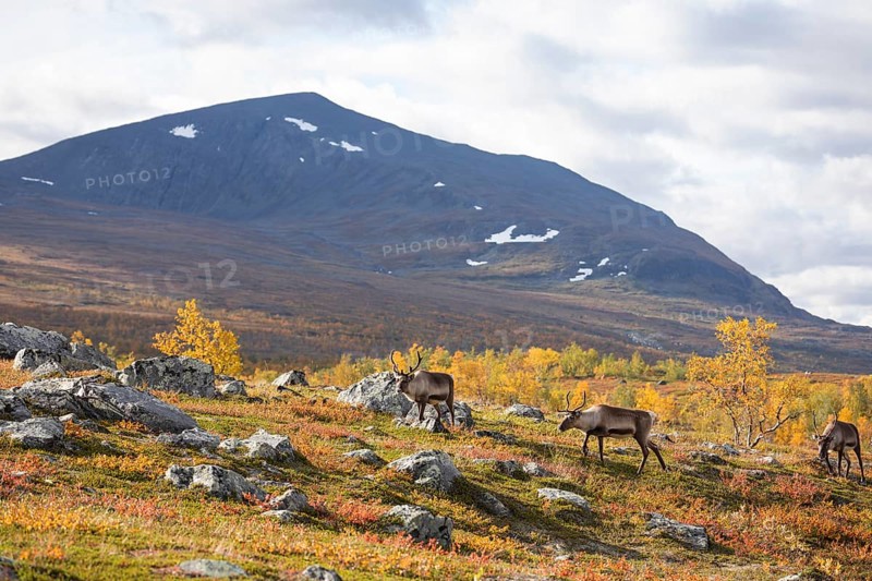 Reindeer herd at Abisko National Park in the colourful autumn of Lapland below Lapporten, Cuonjávággi