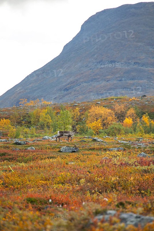 Reindeer at Abisko National Park in the colourful autumn of Lapland below Lapporten, Cuonjávággi