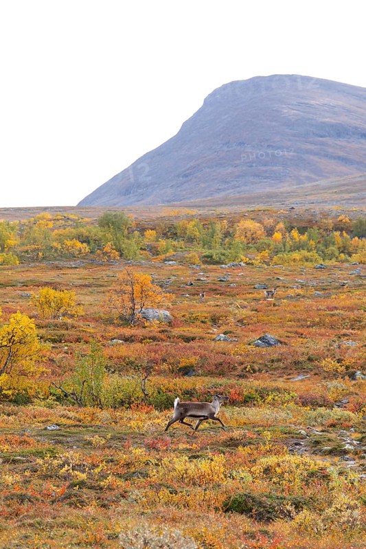 Reindeer herd at Abisko National Park in the colourful autumn of Lapland below Lapporten, Cuonjávággi