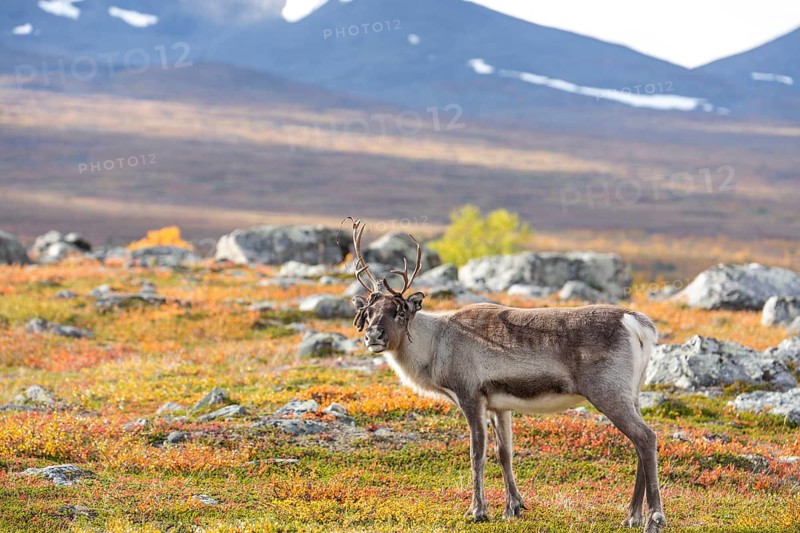 Reindeer antler sweeping at Abisko National Park in the colourful autumn of Lapland below Lapporten, Cuonjávággi