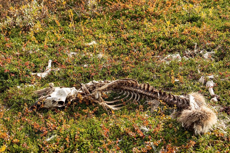 Reindeer skeleton at Abisko National Park in the colourful autumn of Lapland below Lapporten, Cuonjávággi
