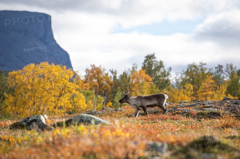 Rentie at Abisko National Park in the colourful autumn of Lapland below Lapporten, Cuonjávággi