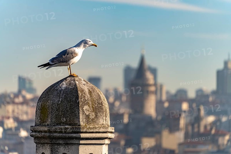 Seagull on a chimney and the Galata Tower, Istanbul, Turkey