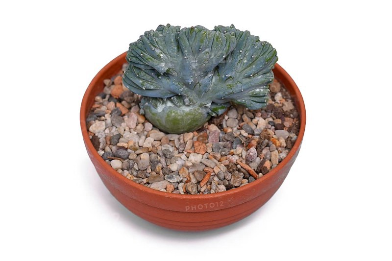 Potted 'Myrtillocactus Geometrizans f. Cristata' cactus with candelabra-like branching on white background
