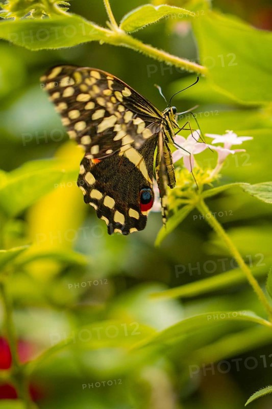 Close-up of a butterfly, wing pattern in contrast to the lush green of the surrounding plants, Mainau Island, Lake Constance, Germany