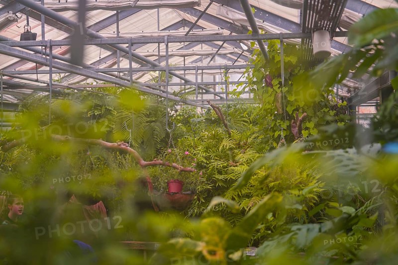 A greenhouse filled with lush plants and a glass roof that creates a tropical atmosphere, Mainau Island, Lake Constance, Germany