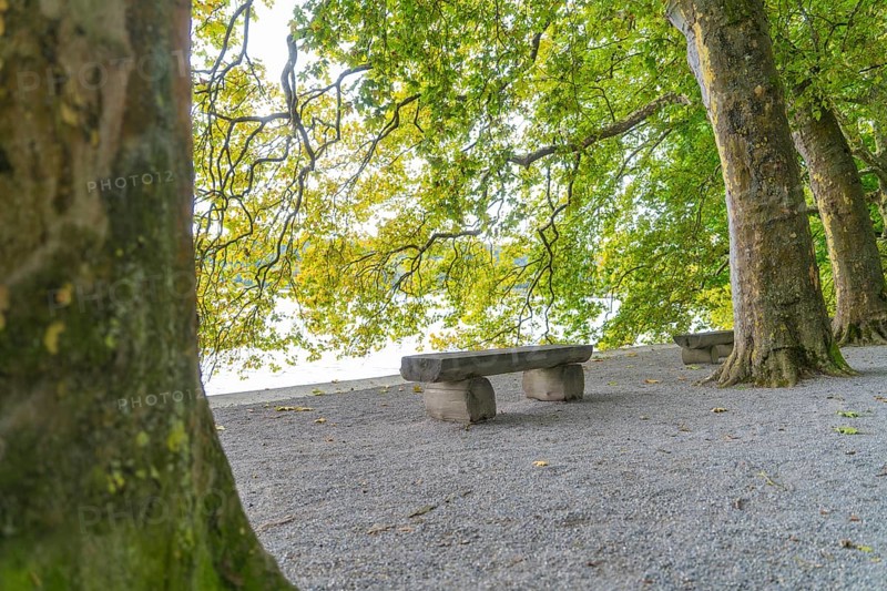 Park bench between large trees on a quiet, green path, Mainau Island, Lake Constance, Germany
