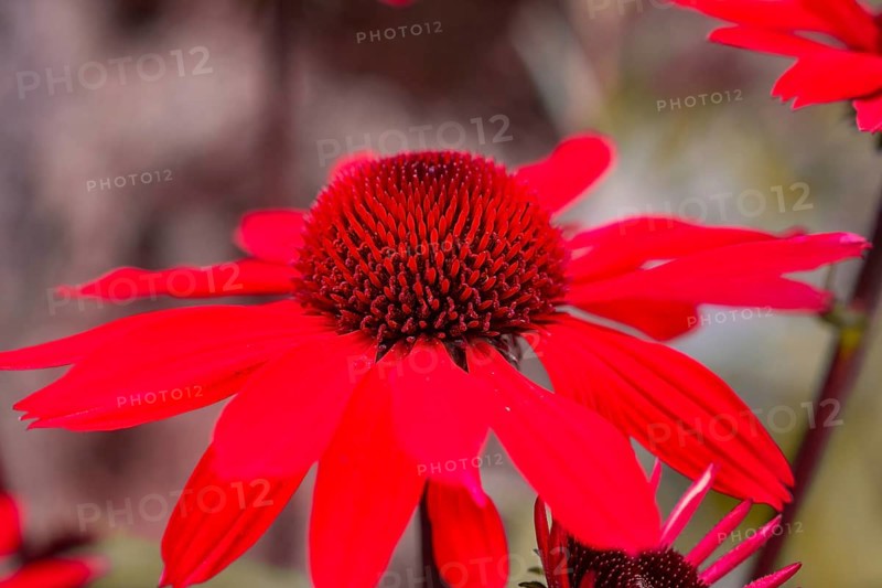 Macro photograph of a bright red flower with many petals in detail, Mainau Island, Lake Constance, Germany