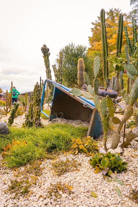 Cacti and succulents around an overturned wheelbarrow in a rocky garden, Mainau Island, Lake Constance, Germany