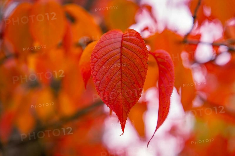 Close-up of bright red leaves in autumn light, Mainau Island, Lake Constance, Germany