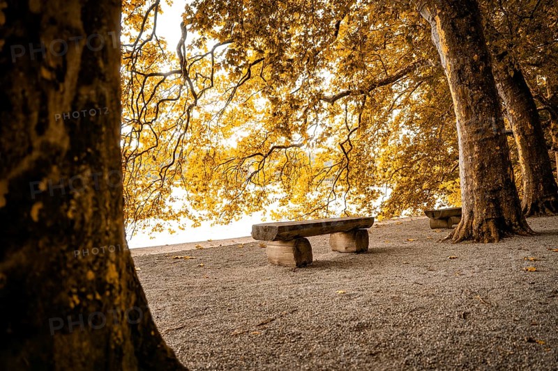Lonely park bench under trees, golden autumn light and quiet atmosphere, Mainau Island, Lake Constance, Germany