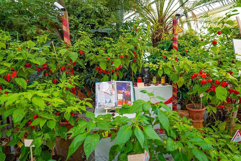 Greenhouse full of pepper plants with colourful leaves and fruits, Pepperoni House, Mainau Flower Island, Lake Constance, Germany
