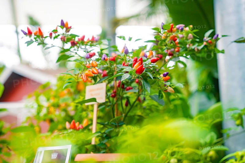 Colourful chilli peppers on plants with a small table in the background, Pepperoni House, Mainau Flower Island, Lake Constance, Germany