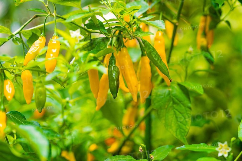 Yellow chilli peppers on a bush with green leaves, Pepperoni House, Flower Island Mainau, Lake Constance, Germany