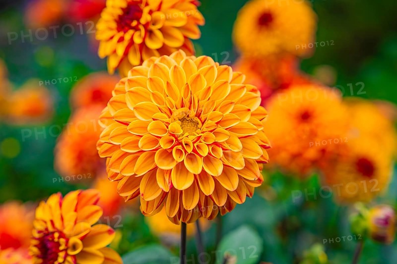 Vivid orange dahlia flowers stand in the foreground of a colourful garden, Mainau Island, Lake Constance, Germany