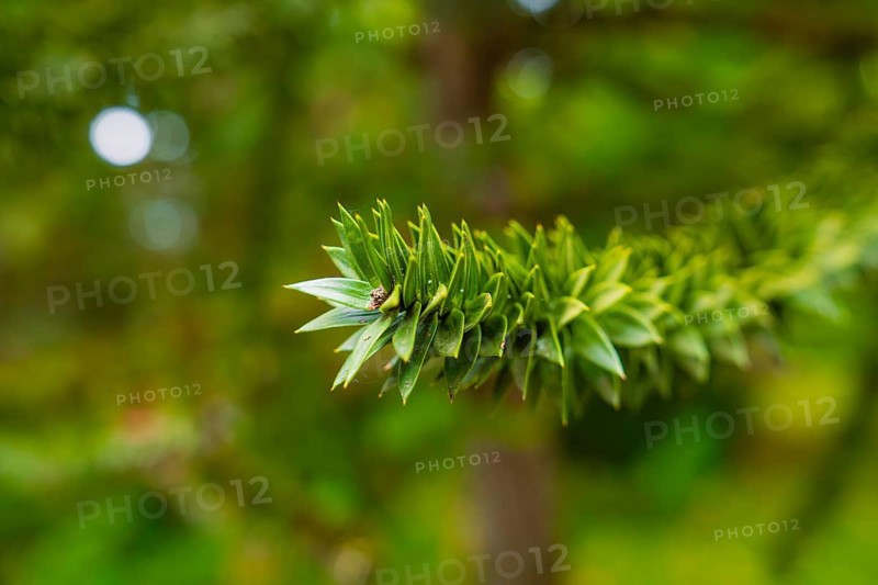 Close-up of a green, needle-like leaf in front of a blurred natural background, Mainau Island, Lake Constance, Germany
