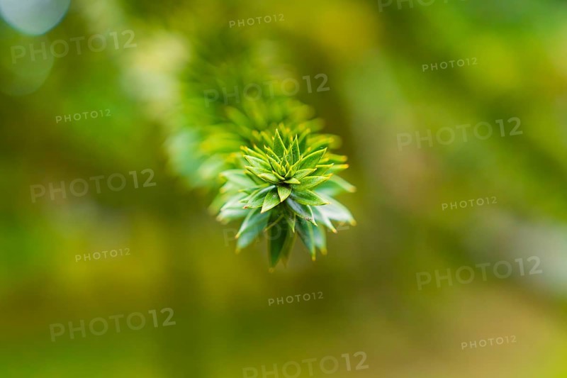 Detailed focussed image of a green branch in front of a blurred green background, Mainau Island, Lake Constance, Germany