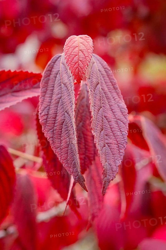 Close-up of red dried leaves with striking leaf structure in a warm autumn ambience, Mainau Island, Lake Constance, Germany
