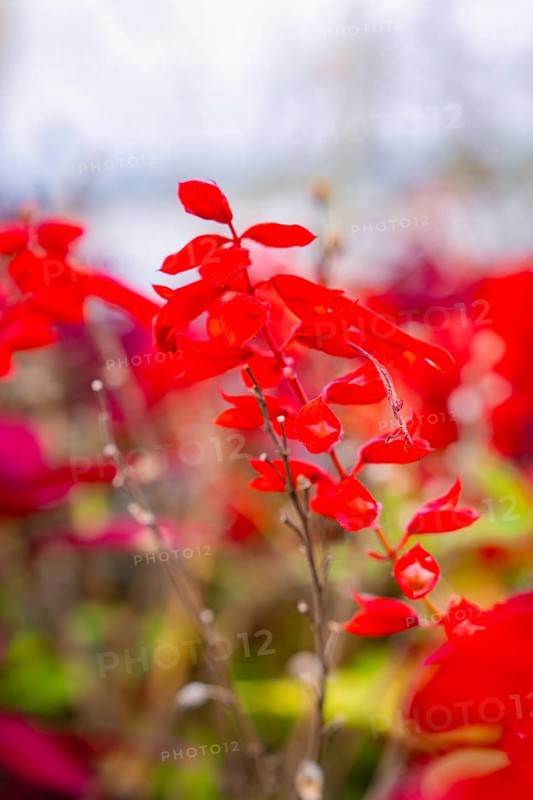 Bright red leaves of plants in focus, blurred background, Mainau Island, Lake Constance, Germany