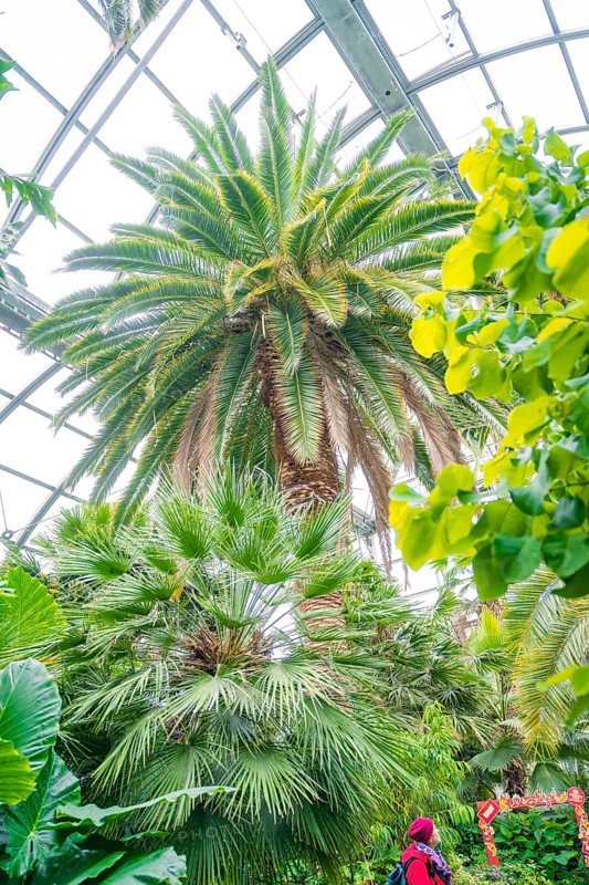 Tropical atmosphere in a greenhouse with tall palm trees under a glass roof, Mainau Island, Lake Constance, Germany