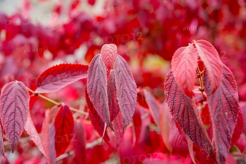 Detailed depiction of red autumn leaves with a soft background, Mainau Island, Lake Constance, Germany