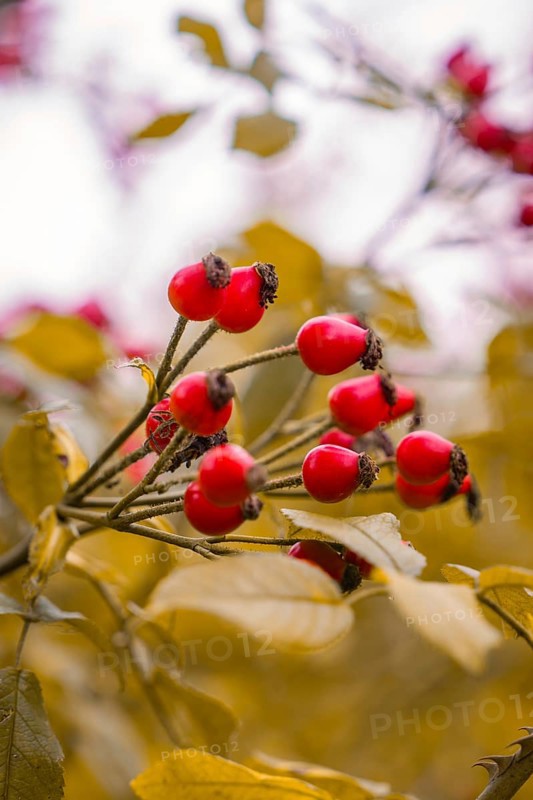 Close-up of bright red rose hips on yellow autumn leaves, Mainau Island, Lake Constance, Germany