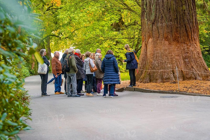 Group of people in a park listening to a tree guide around a large tree, Mainau flower island, Lake Constance, Germany