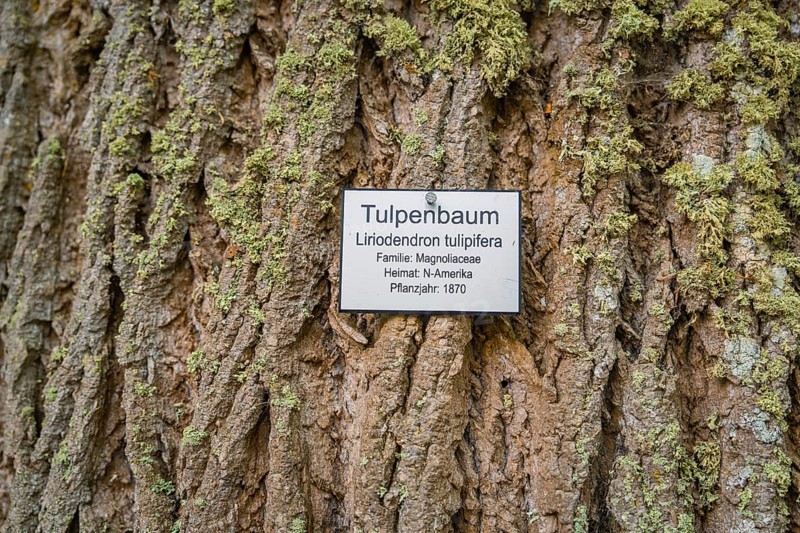 Close-up of a tulip tree trunk with plaque about the tree species and moss growth, Mainau flower island, Lake Constance, Germany